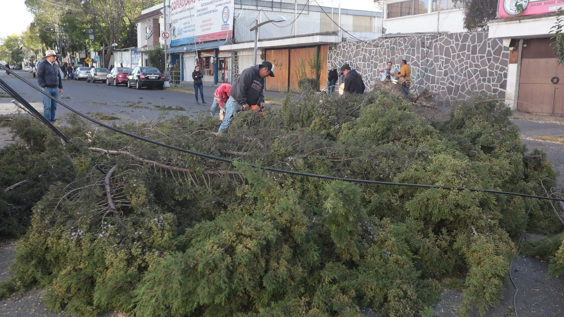 737503_Viento derriba árboles en el Valle de Toluca_impreso